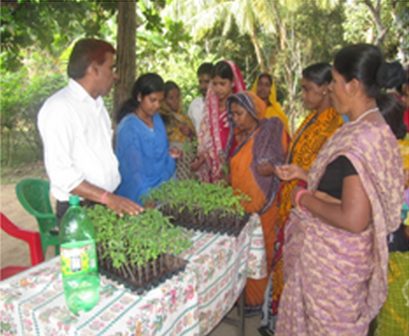 Directorate of Research on Woman in Agriculture - [ICAR]