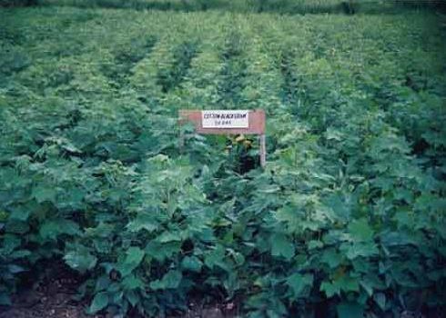 Central Institute of Cotton Research- [CICR]