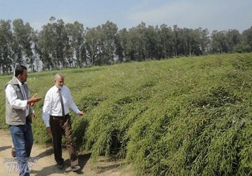 Directorate of Rapeseed Mustard Research