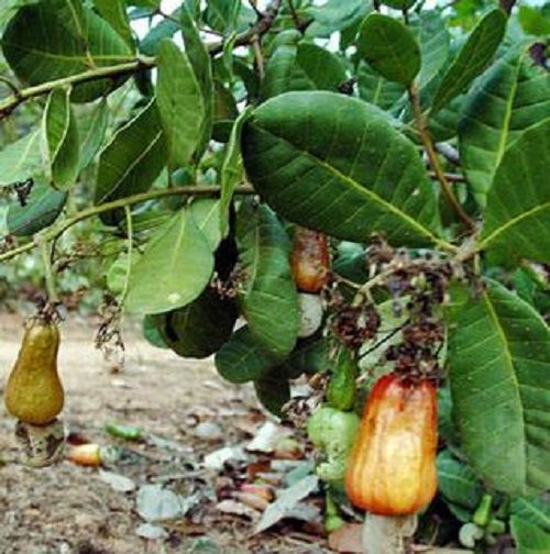 Directorate of Cashew Research - [DCR]