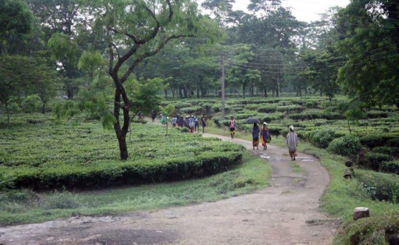 Darjeeling Tea Research and Management Association - [DTRMA]