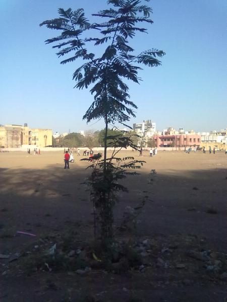 Dharmendrasinhji Arts College