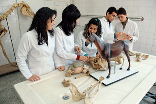 College of Veterinary Sciences